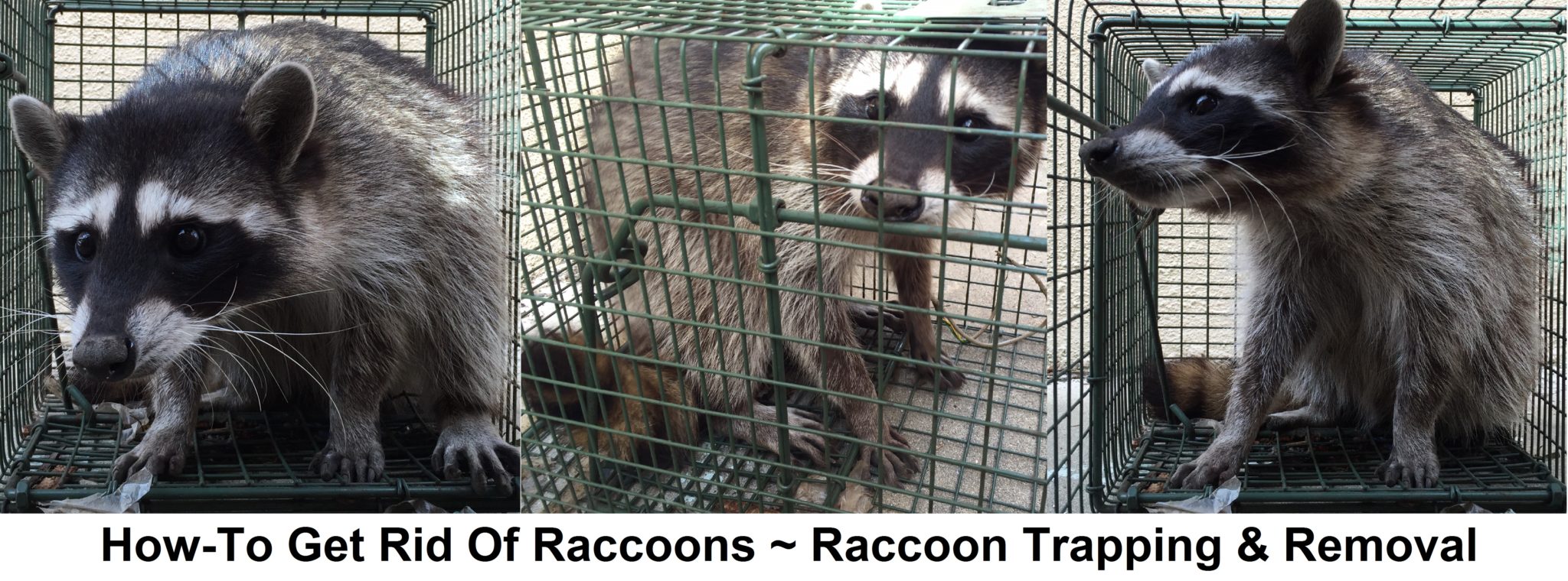 Howto Raccoon Trapping and Removal Raccoon Removal Guide
